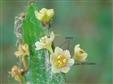  Male flowers with glands